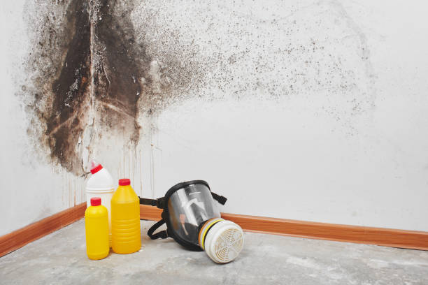 Best Residential Mold Removal  in Itasca, IL