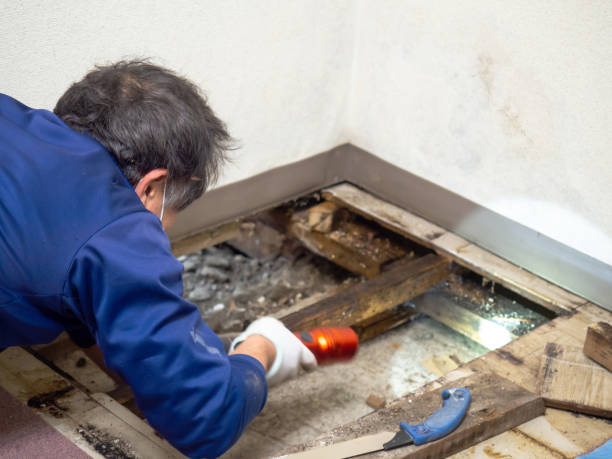 Best Black Mold Removal  in Itasca, IL