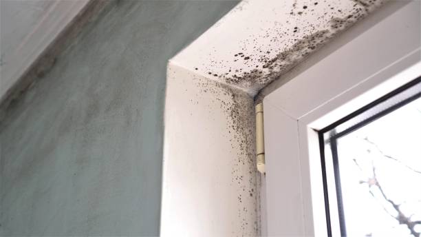 Best Emergency Mold Removal  in Itasca, IL