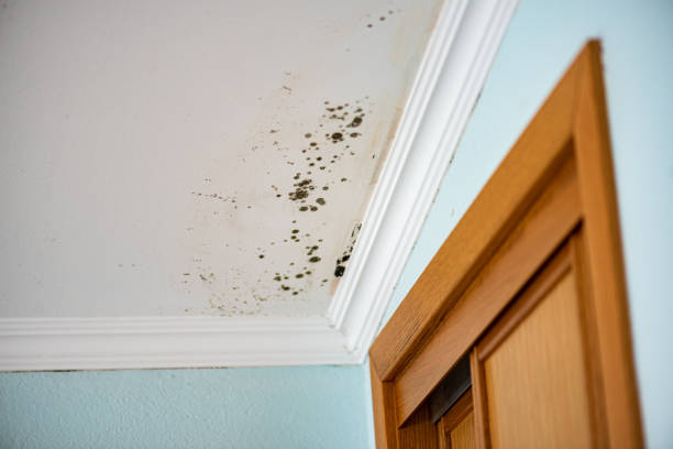 Best Crawl Space Mold Removal  in Itasca, IL