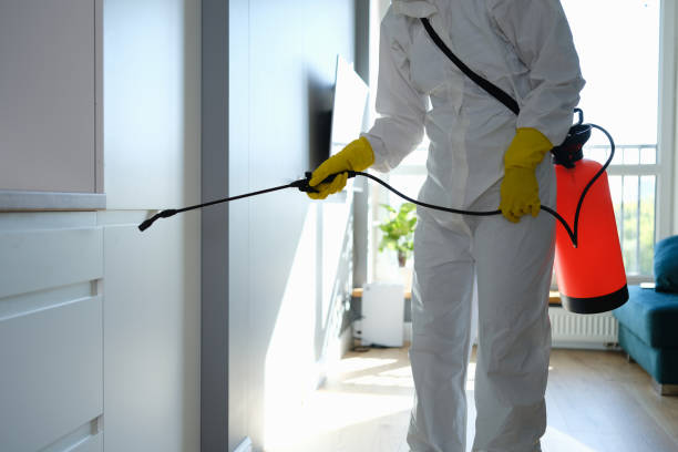 Best Office Mold Removal Services  in Itasca, IL