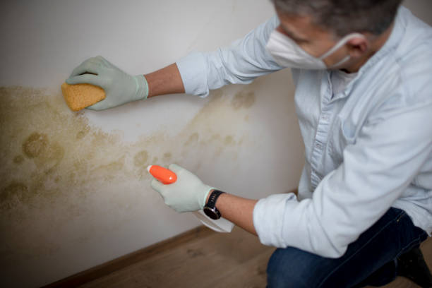 Best Professional Mold Removal  in Itasca, IL