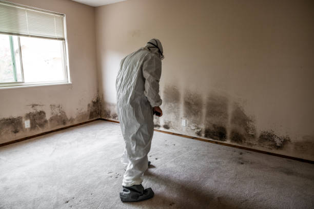 Trusted Itasca, IL Mold Removal Experts