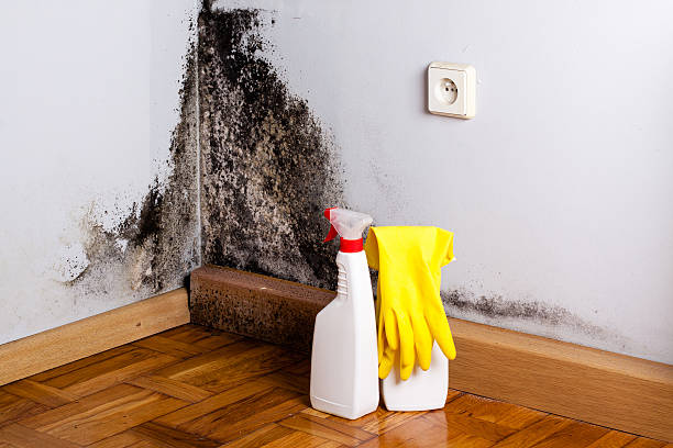 Best Home Mold Removal  in Itasca, IL